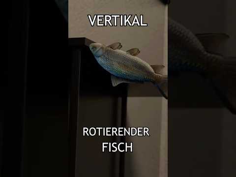 Vertikal Rotierender Fisch